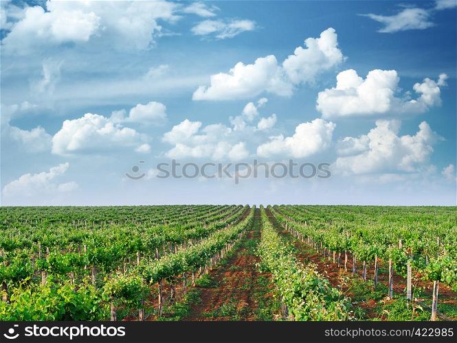 Vineyard rows. Composition of nature.