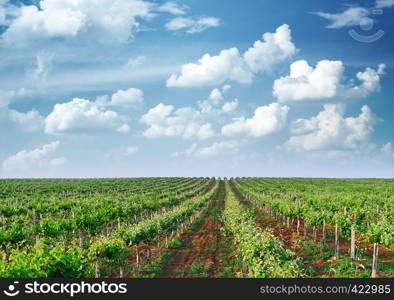 Vineyard rows. Composition of nature.