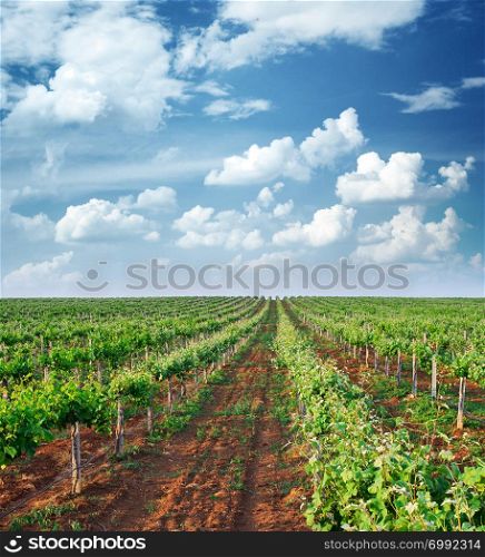 Vineyard rows. Composition of nature.