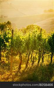 Vineyard rows in backlight at sunset in Marche, Italy