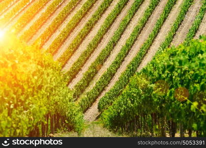 Vineyard rows summer view in Tuscany, Italy.