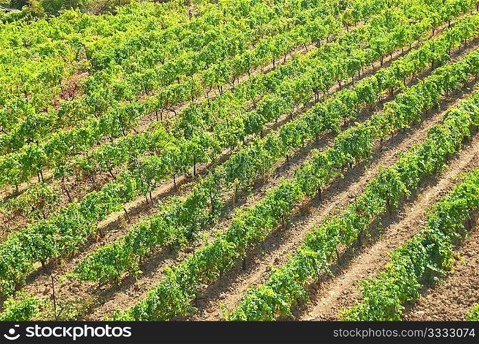 Vineyard- the green field with straight rows