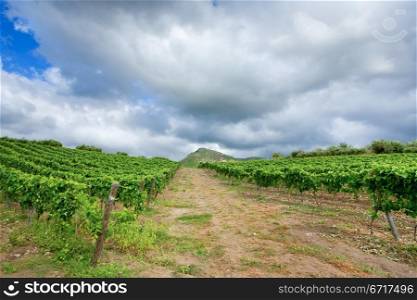 vineyard under grey clouds in wine region Etna, Sicily