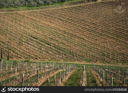 Vineyard undulation, Tuscany, Italy