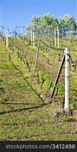 Vineyard with a drip irrigation system running along the top of the vines