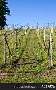 Vineyard with a drip irrigation system running along the top of the vines