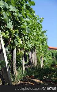 Vineyard with grapes in Croatia