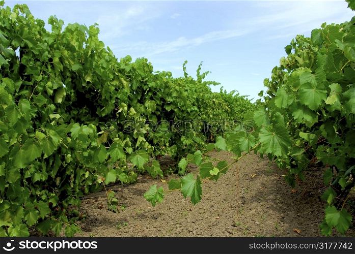 Vineyard with green vines