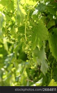 vineyard with little baby graps growing sprouts spring Spain
