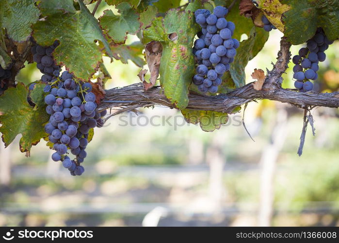 Vineyard with Lush, Ripe Wine Grapes on the Vine Ready for Harvest.