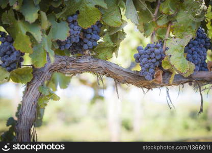Vineyard with Lush, Ripe Wine Grapes on the Vine Ready for Harvest.