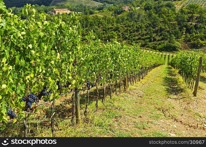 Vineyard with Ripe Grapes in the Autumn