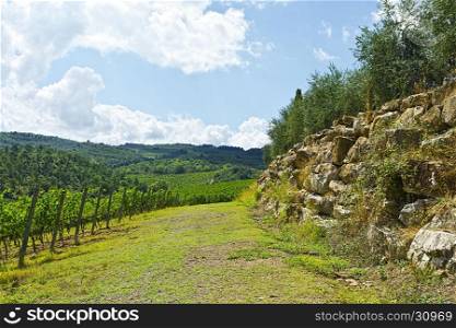 Vineyard with Ripe Grapes in the Autumn