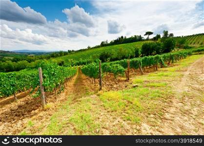 Vineyard with Ripe Grapes in the Autumn in Italy