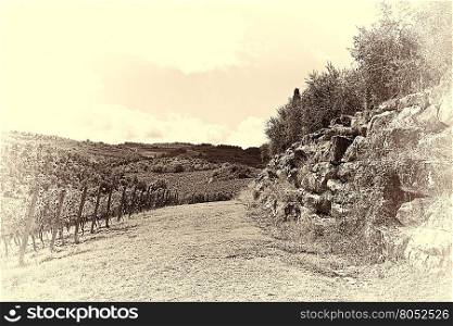 Vineyard with Ripe Grapes in the Autumn, Stylized Photo