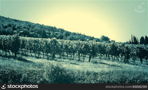 Vineyard with Ripe Grapes in the Autumn, Vintage Style Toned Picture