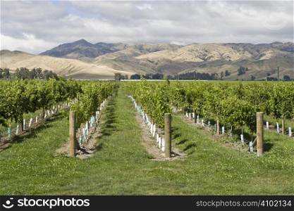 Vineyard with view on mountain range in New Zealand