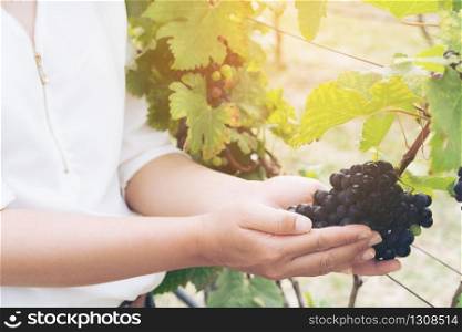 Vineyard woman worker checking wine grapes in vineyard. Winery, winemaker and worker concept. Sunny day in vineyard.