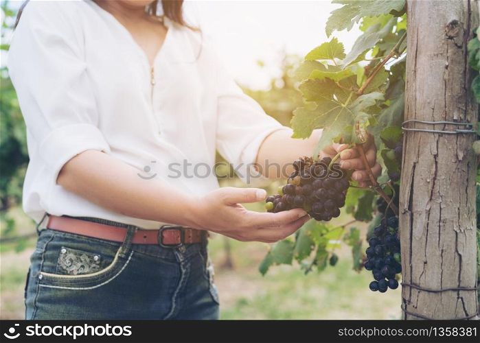 Vineyard woman worker checking wine grapes in vineyard. Winery, winemaker and worker concept. Sunny day in vineyard.