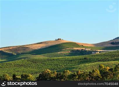 VineyardN? on slope. Beautiful landscape of Sicily summer countryside in Italy.