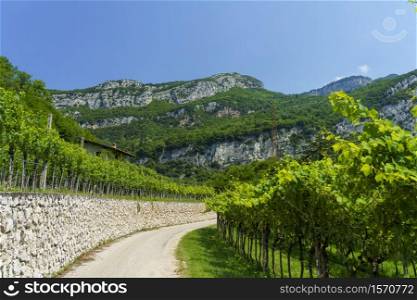 VIneyards along the cycleway from Torbole to Rovereto, Trento, Trentino Alto Adige, Italy, at summer