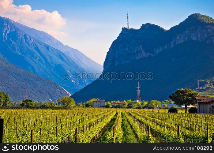 Vineyards and Alpine landscape in Arco, Lago di Garda, Trentino Alto Adige region of Italy