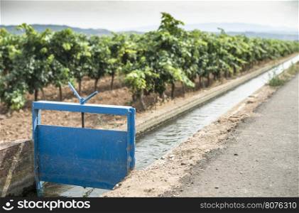 Vineyards and close up irrigation canal.