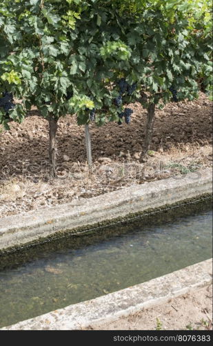 Vineyards and close up irrigation canal.