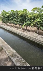Vineyards and close up irrigation canal.
