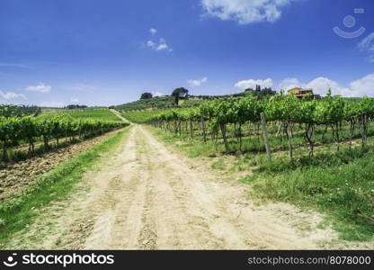 Vineyards and farm road in Toscana, Italy.