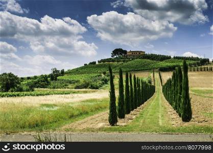 Vineyards and farm road in Tuscany, Italy.