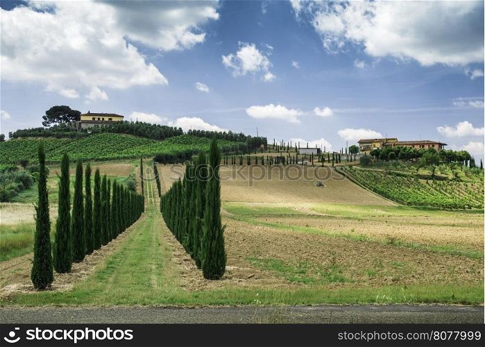 Vineyards and farm road in Tuscany, Italy.