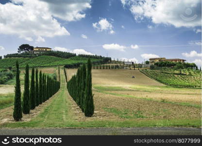 Vineyards and farm road in Tuscany, Italy.