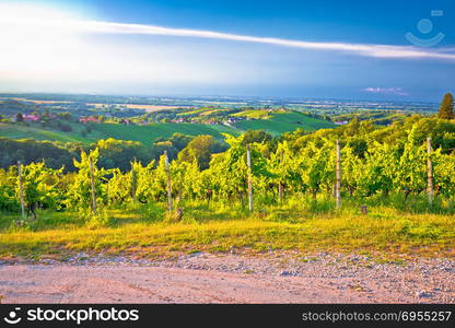 Vineyards and green landscape of Medjimurje region view from hill, northern Croatia