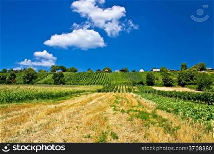 Vineyards and traditional cottages on green hill of Kalnik mountain, Prigorje region, Croatia
