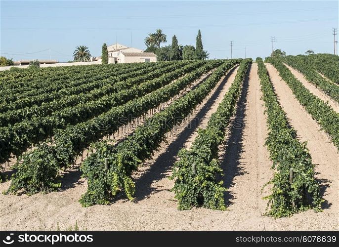 Vineyards and vine factory on background