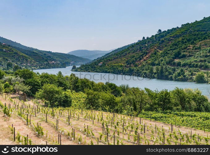Vineyards are on a hills, view of Douro Valley, Portugal.
