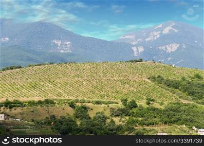 Vineyards at bottom of mountain (the Crimean valley)