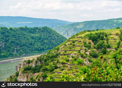 Vineyards at Rhine Valley (Rhine Gorge) in Germany