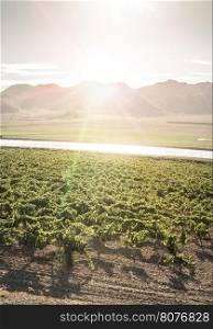 Vineyards at sunset and irrigation canal.