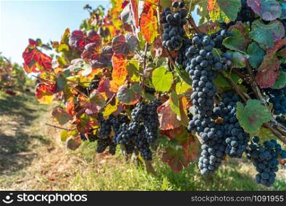 Vineyards at sunset in autumn harvest. Ripe grapes in fall. Alvarinho wine vineyards in Portugal.