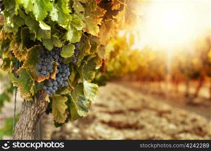 Vineyards at sunset in autumn harvest. Ripe grapes in fall.Cluster grapes on left
