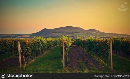 Vineyards at sunset in autumn harvest. Ripe grapes.Wine Region, Southern Moravia - Czech Republic. Vineyard under Palava.