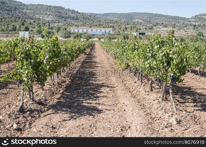 Vineyards in a rows and winery