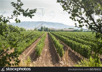 Vineyards in a rows and winery