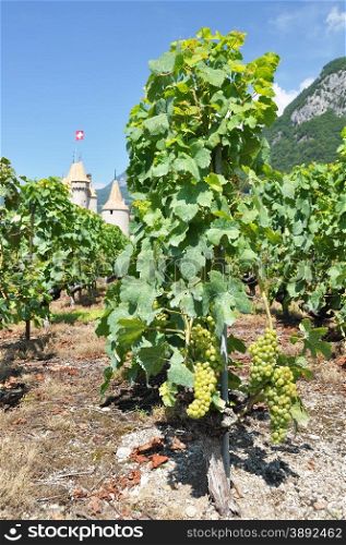 Vineyards in Chateau d&rsquo;Aigle, Switzerland