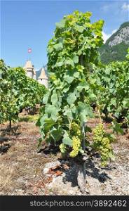 Vineyards in Chateau d&rsquo;Aigle, Switzerland