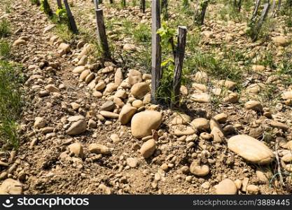 Vineyards in Chateauneuf de Pape are often filled with huge rounded stones (Fr: gallettes) that help retain heat for the vines.