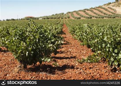 Vineyards in clean lines. Blue sky background