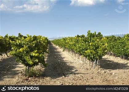 Vineyards in clean lines. Blue sky background